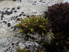 Grimmia donniana