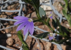 Scaevola parvibarbata