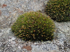Grimmia donniana