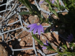 Scaevola parvibarbata