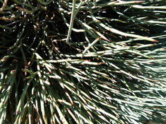 Ephedra breana