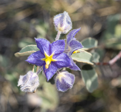 Seringia integrifolia