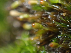 Grimmia donniana