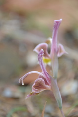 Gladiolus uysiae