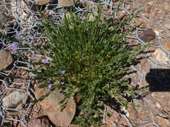 Scaevola parvibarbata