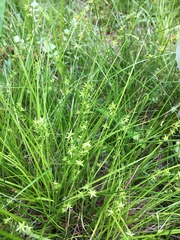 Carex rosea