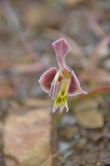 Gladiolus uysiae