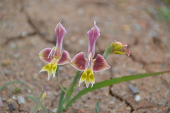 Gladiolus uysiae