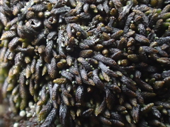 Gymnomitrion crenulatum