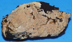 Scytinostroma protrusum