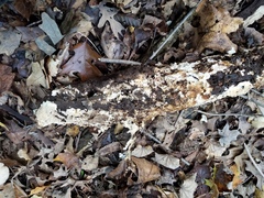 Scytinostroma protrusum