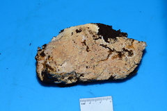 Scytinostroma protrusum