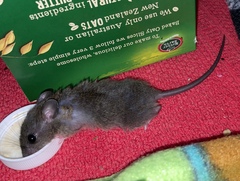 Melomys burtoni