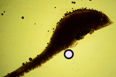 Scytinostroma protrusum