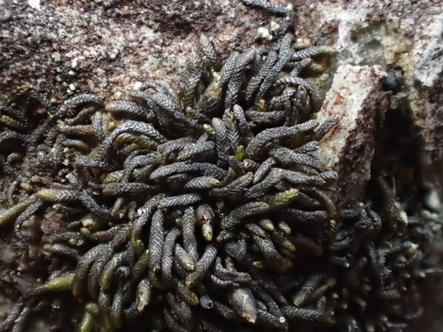 Image of Gymnomitrion crenulatum by (c) George Greiff, some rights reserved (CC BY)