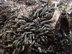 Gymnomitrion crenulatum
