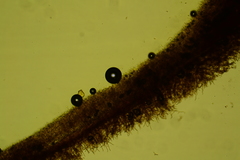 Scytinostroma protrusum