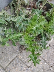 Cirsium arvense