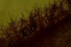 Scytinostroma protrusum
