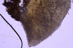 Scytinostroma protrusum