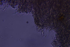 Scytinostroma protrusum