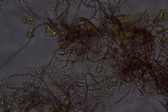 Scytinostroma protrusum