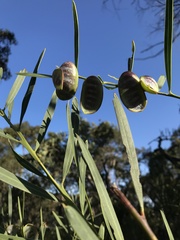 Acacia suaveolens