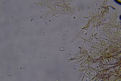 Scytinostroma protrusum