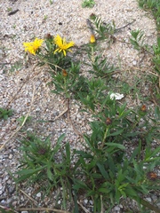 Grindelia atlantica