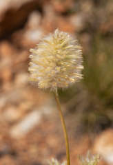 Ptilotus xerophilus