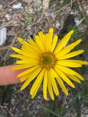 Grindelia atlantica
