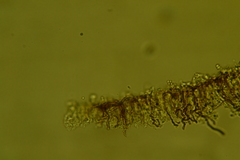 Scytinostroma protrusum