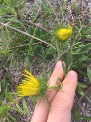 Grindelia atlantica