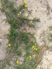 Grindelia atlantica
