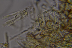 Scytinostroma protrusum