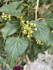 Hedera colchica