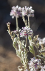 Ptilotus sessilifolius