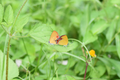 Heliophorini