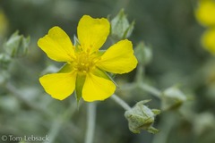 Potentilla effusa