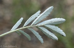 Potentilla effusa