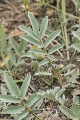Potentilla effusa