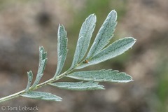 Potentilla effusa