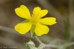 Potentilla effusa