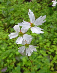 Lithophragma