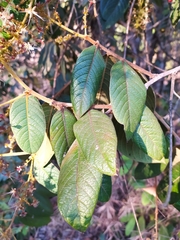 Hirtella glandulosa