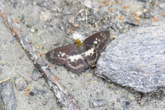 Gerosis phisara