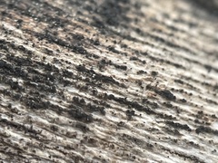 Splanchnonema platani