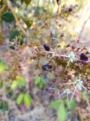 Hirtella glandulosa