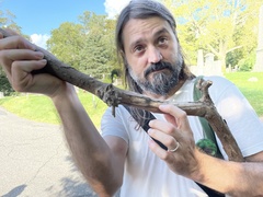 Splanchnonema platani