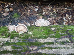 Ganoderma applanatum image